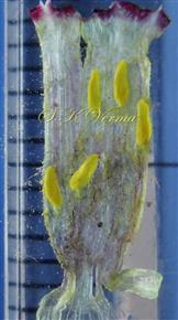  Stamens